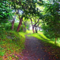 稲ヶ崎公園へ続く林道