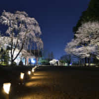 鹽竈神社の夜桜